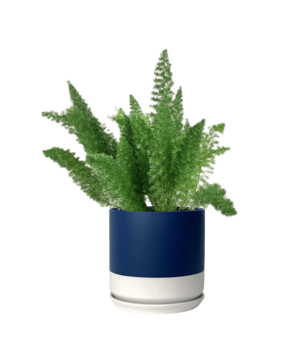 blue white two tone pot