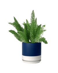 Asparagus Densiflorus - Potted plant - POTT - ASPA - BLW - 4038 - Tumbleweed Plants - Online Plant Delivery Singapore