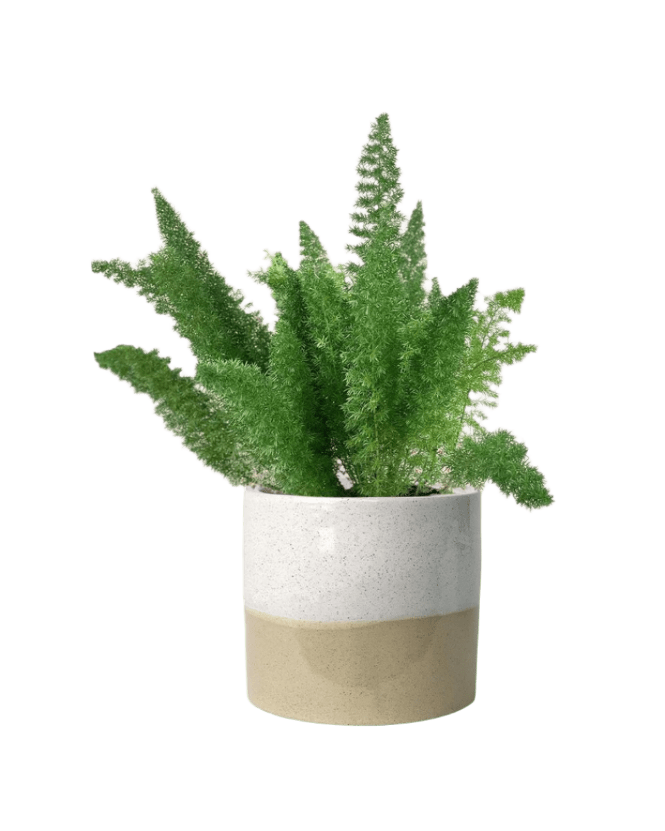 cream two tone pot