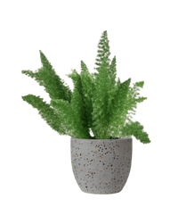 Asparagus Densiflorus - Potted plant - JUST - ASPA - TRR - 3084 - Tumbleweed Plants - Online Plant Delivery Singapore