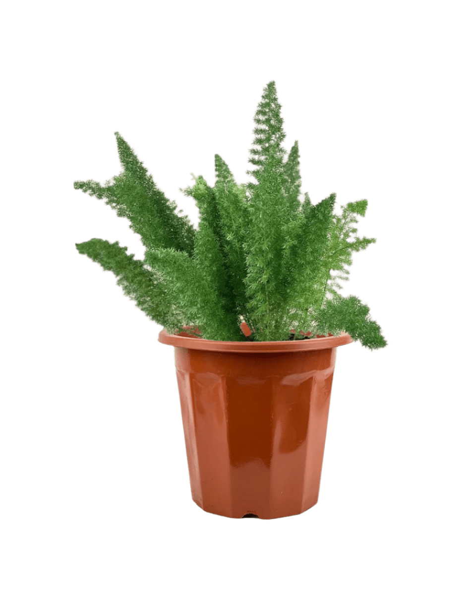 Asparagus Densiflorus - Potted plant - JUST - ASPA - GRW - 3083 - Tumbleweed Plants - Online Plant Delivery Singapore