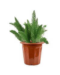 Asparagus Densiflorus - Potted plant - JUST - ASPA - GRW - 3083 - Tumbleweed Plants - Online Plant Delivery Singapore