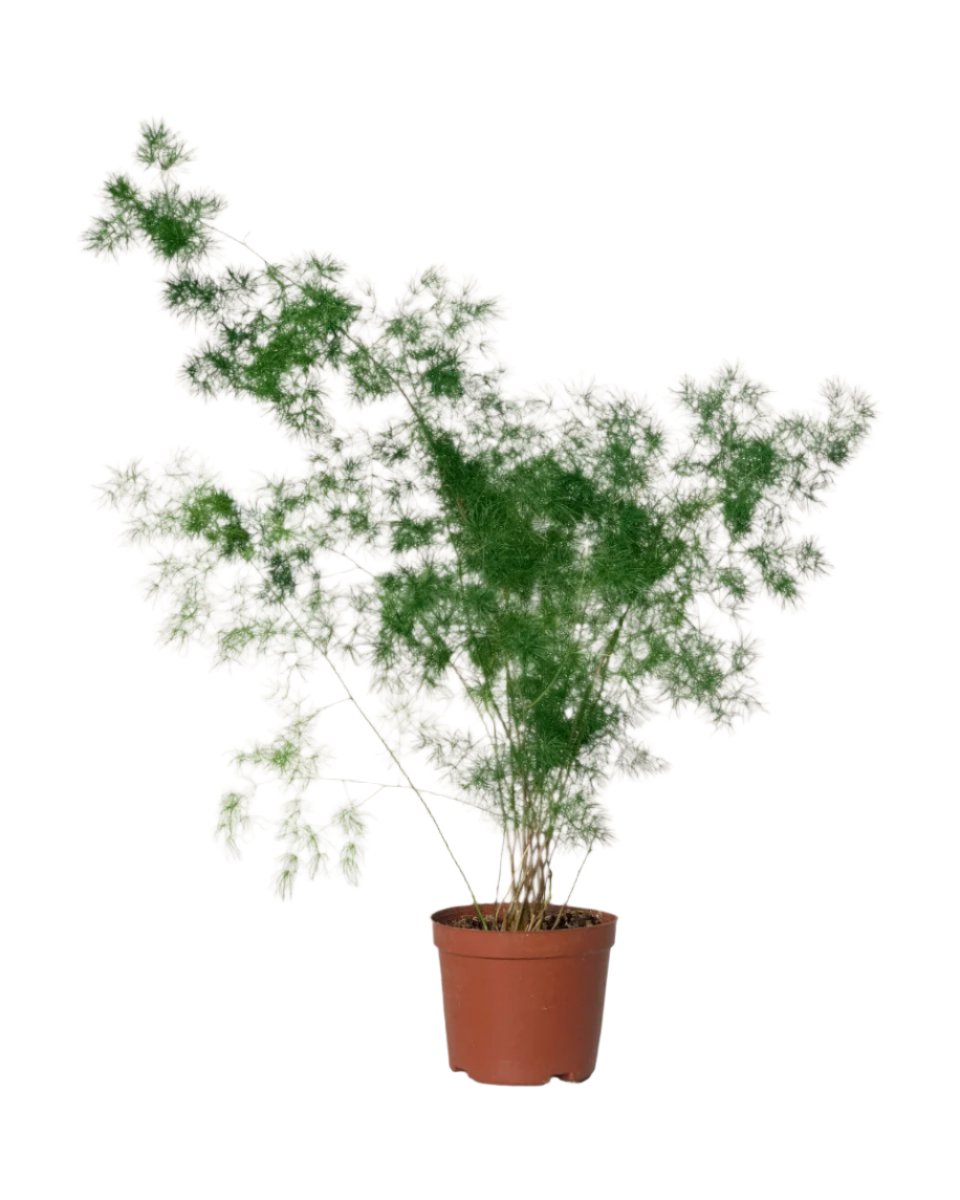 Asparagus Myriocladus - grow pot - Potted plant - Tumbleweed Plants - Online Plant Delivery Singapore