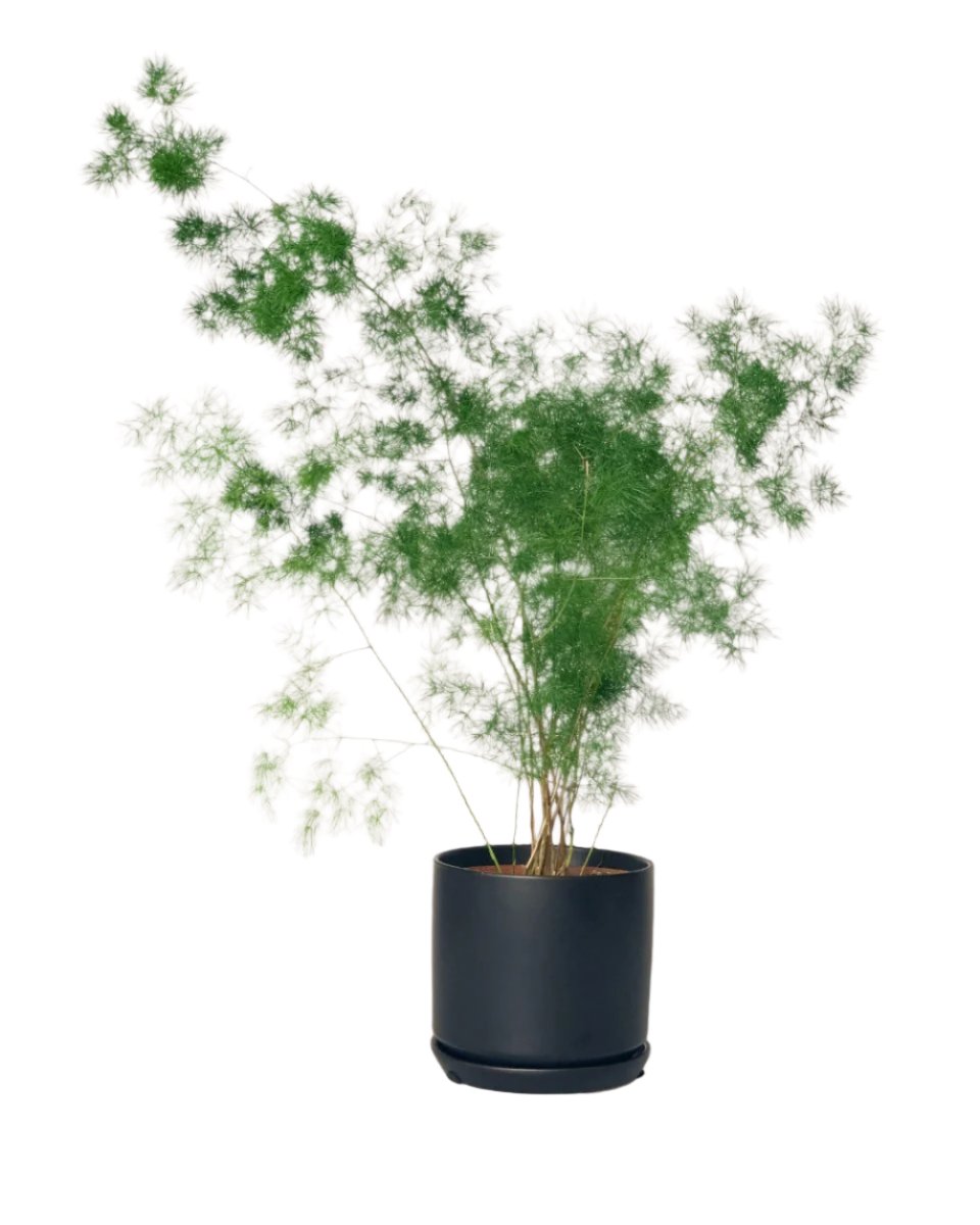 Asparagus Myriocladus - little cylinder black with tray planter - Potted plant - Tumbleweed Plants - Online Plant Delivery Singapore