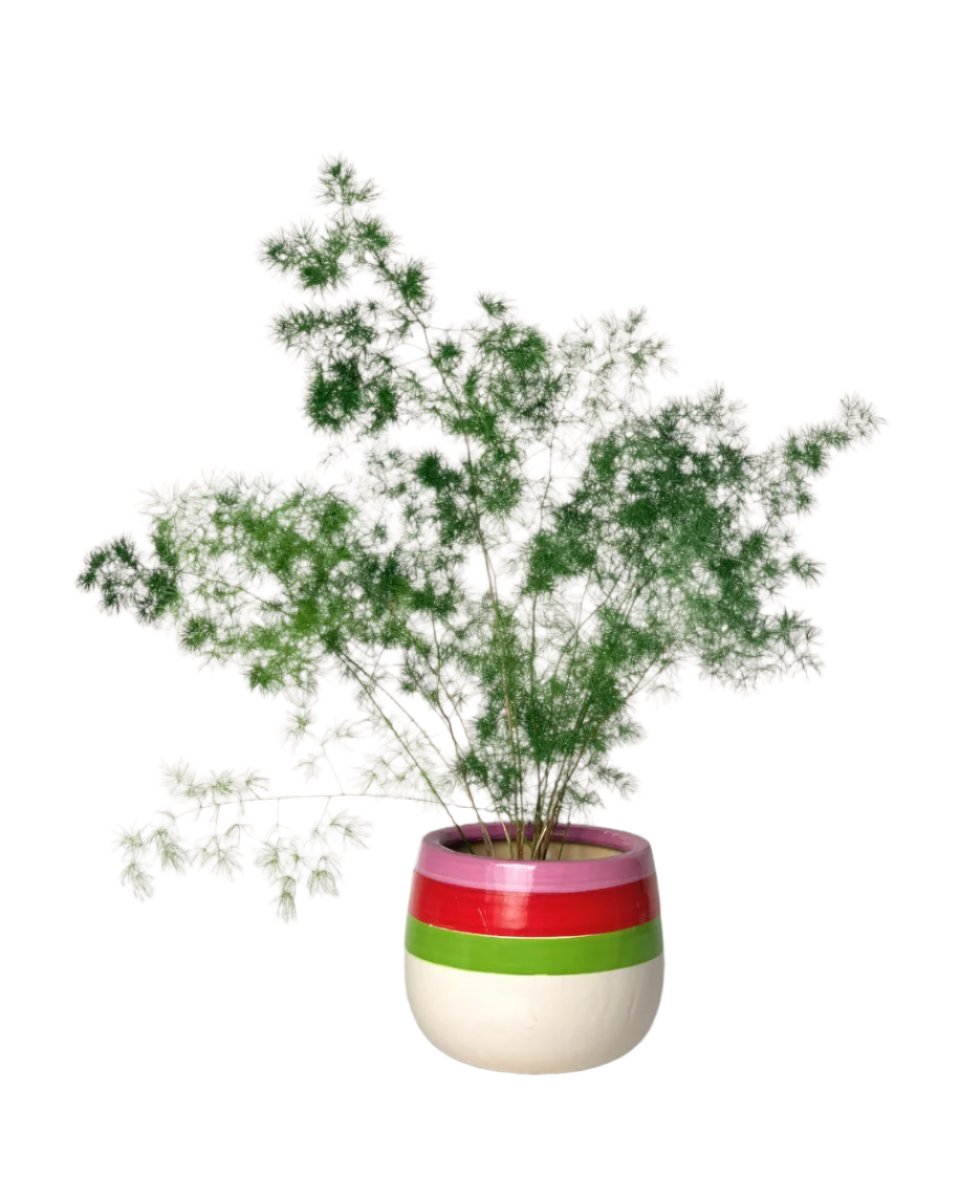 Asparagus Myriocladus - poppy planter - buzz lightyear - Potted plant - Tumbleweed Plants - Online Plant Delivery Singapore