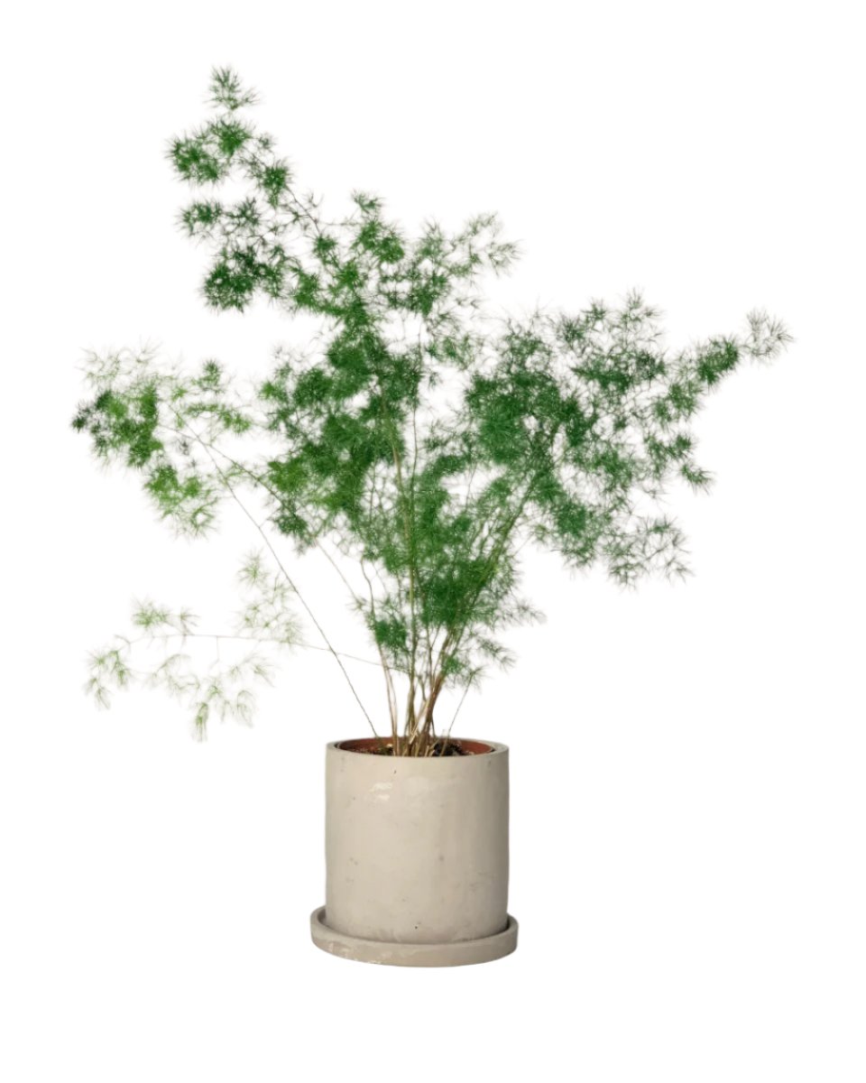 Asparagus Myriocladus - smoffy cement planter - round - Potted plant - Tumbleweed Plants - Online Plant Delivery Singapore