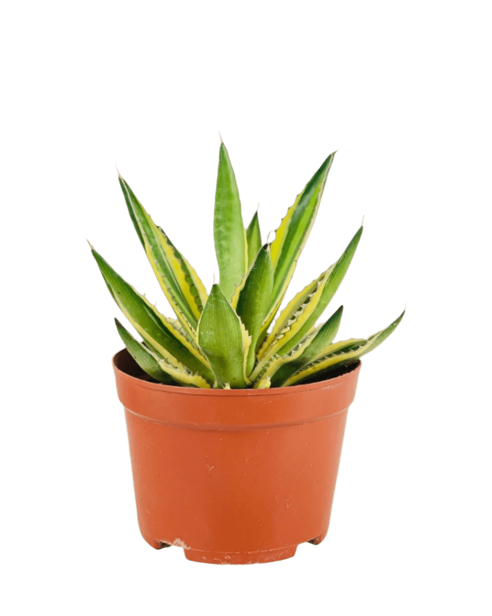 Assorted Agave Victoriae - Reginae - Potted plant - POTT - ASSO - GRW - 6352 - Tumbleweed Plants - Online Plant Delivery Singapore