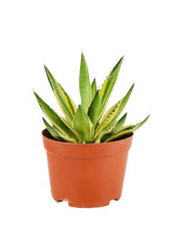 Assorted Agave Victoriae - Reginae - Potted plant - POTT - ASSO - GRW - 6352 - Tumbleweed Plants - Online Plant Delivery Singapore