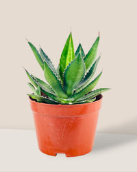 Assorted Agave Victoriae - Reginae - grow pot - Potted plant - Tumbleweed Plants - Online Plant Delivery Singapore