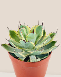 Assorted Agave Victoriae - Reginae - grow pot - Potted plant - Tumbleweed Plants - Online Plant Delivery Singapore