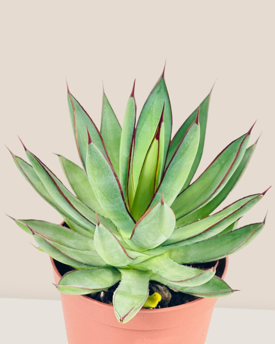 Assorted Agave Victoriae - Reginae - grow pot - Potted plant - Tumbleweed Plants - Online Plant Delivery Singapore