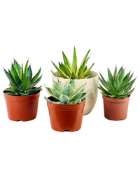 Assorted Agave Victoriae - Reginae - grow pot - Potted plant - Tumbleweed Plants - Online Plant Delivery Singapore