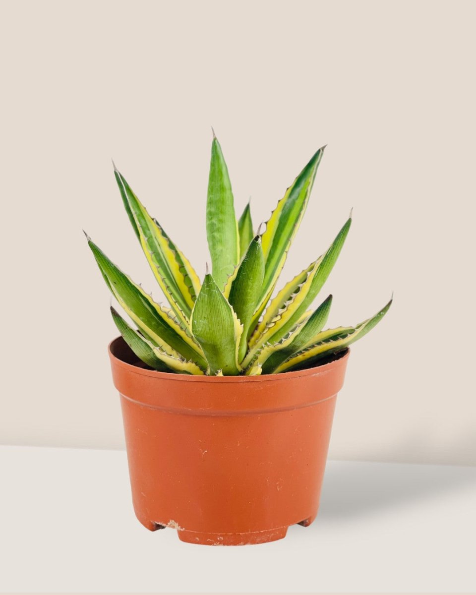 Assorted Agave Victoriae - Reginae - grow pot - Potted plant - Tumbleweed Plants - Online Plant Delivery Singapore