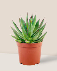 Assorted Agave Victoriae - Reginae - grow pot - Potted plant - Tumbleweed Plants - Online Plant Delivery Singapore