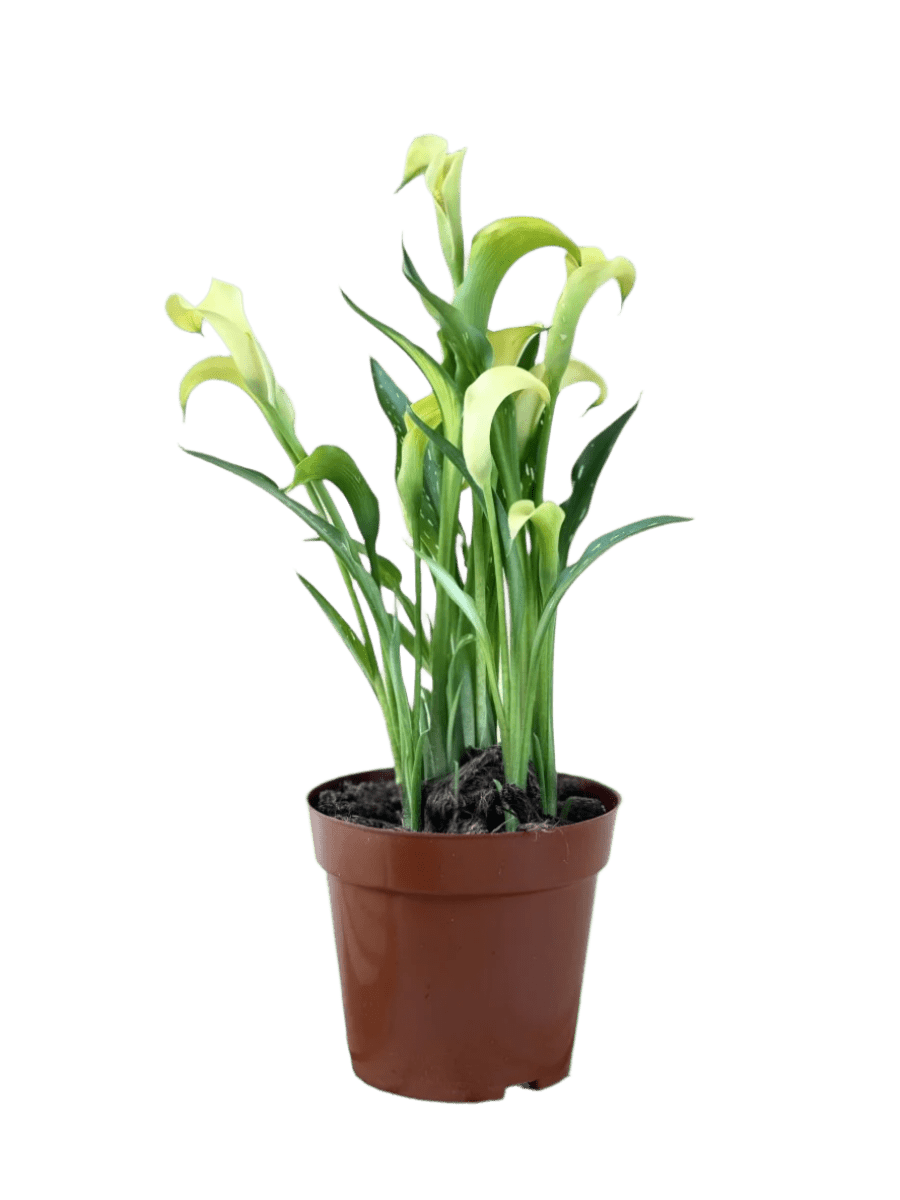 Assorted Calla Lily - Potted plant - JUST - CALL - GRW - 3172 - Tumbleweed Plants - Online Plant Delivery Singapore