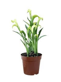 Assorted Calla Lily - Potted plant - JUST - CALL - GRW - 3172 - Tumbleweed Plants - Online Plant Delivery Singapore