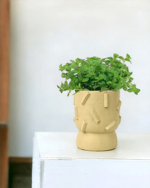 Assorted Mint Plant - grow pot - Potted plant - Tumbleweed Plants - Online Plant Delivery Singapore