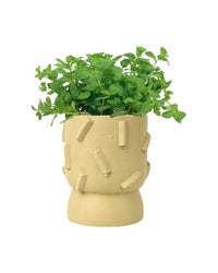 Assorted Mint Plant - grow pot - Potted plant - Tumbleweed Plants - Online Plant Delivery Singapore