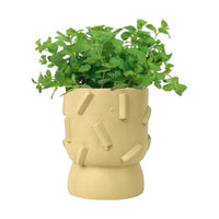 Assorted Mint Plant