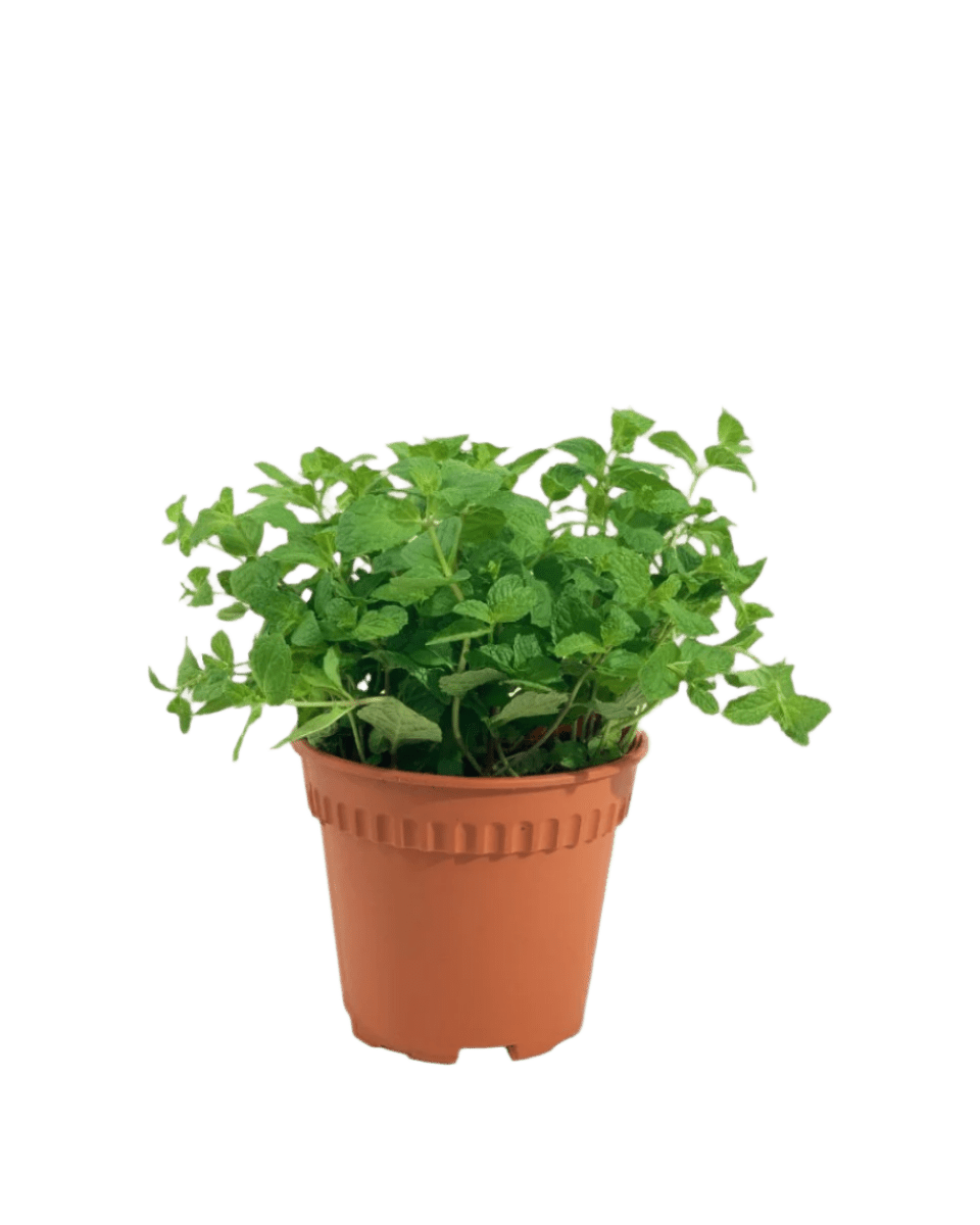 Grow Pot