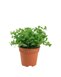 Assorted Mint Plant - Potted plant - POTT - ASSO - GRW - 5182 - Tumbleweed Plants - Online Plant Delivery Singapore