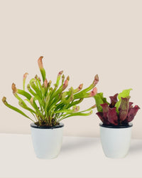Assorted Pitcher Plant - Potted plant - Tumbleweed Plants - Online Plant Delivery Singapore