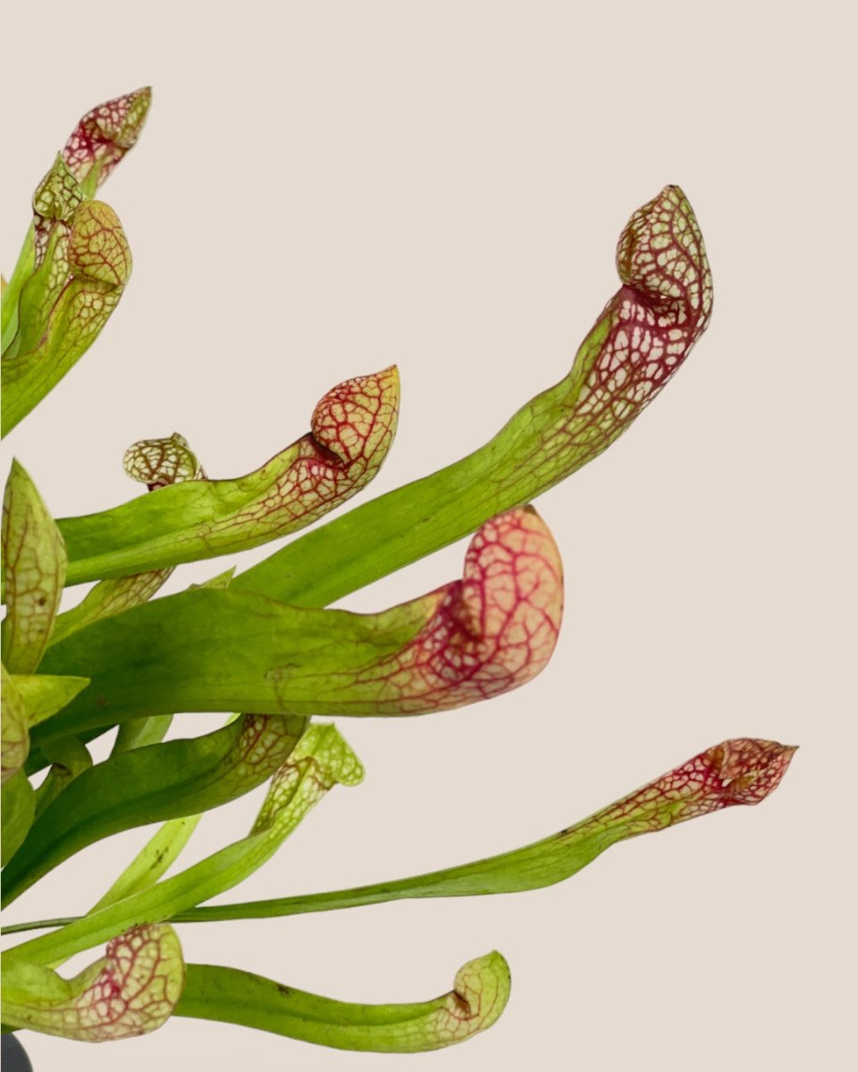 Assorted Pitcher Plant - Potted plant - Tumbleweed Plants - Online Plant Delivery Singapore