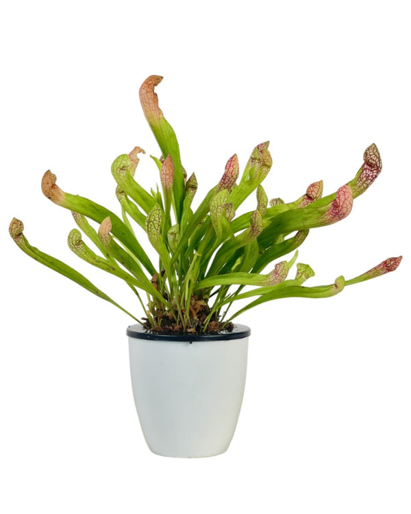 Assorted Pitcher Plant paired with Self Watering Pot