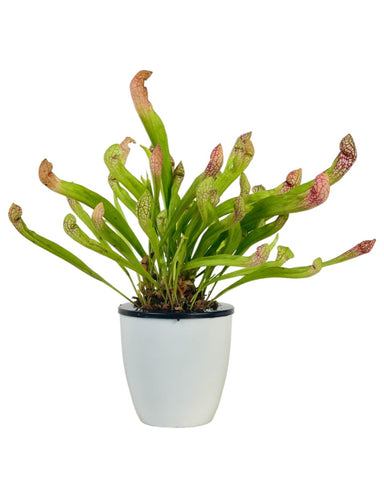 Assorted Pitcher Plant