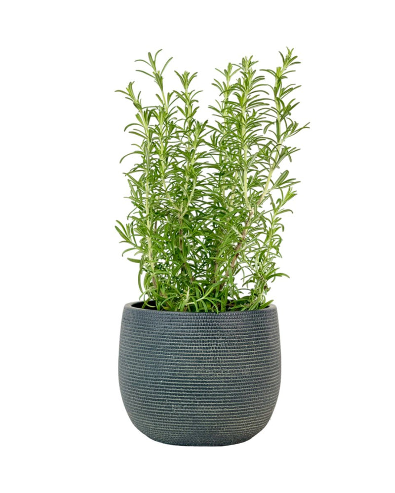 Assorted Rosemary - grow pot - Potted plant - Tumbleweed Plants - Online Plant Delivery Singapore
