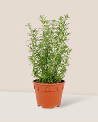 Assorted Rosemary - grow pot - Potted plant - Tumbleweed Plants - Online Plant Delivery Singapore