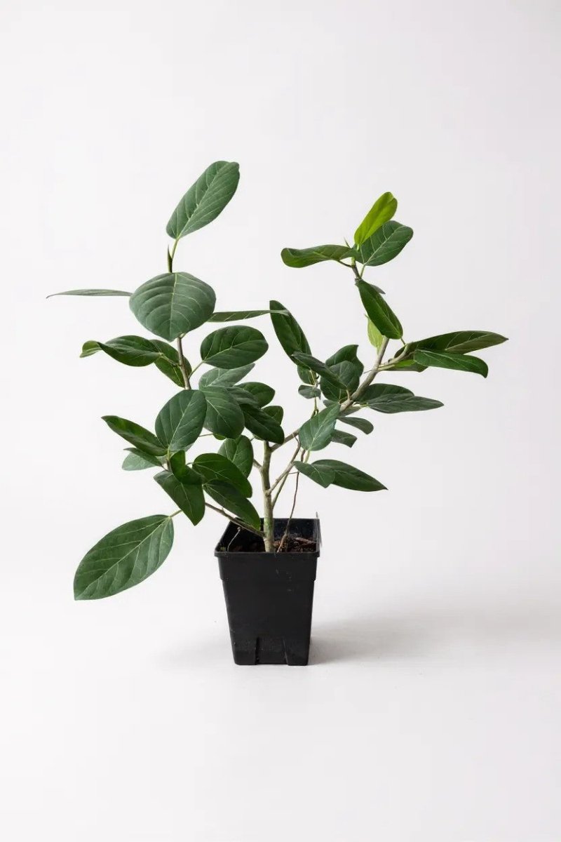 Grow Pot
