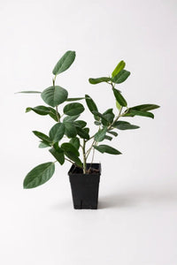 Ficus Audrey - Potted plant -  Tumbleweed Plants