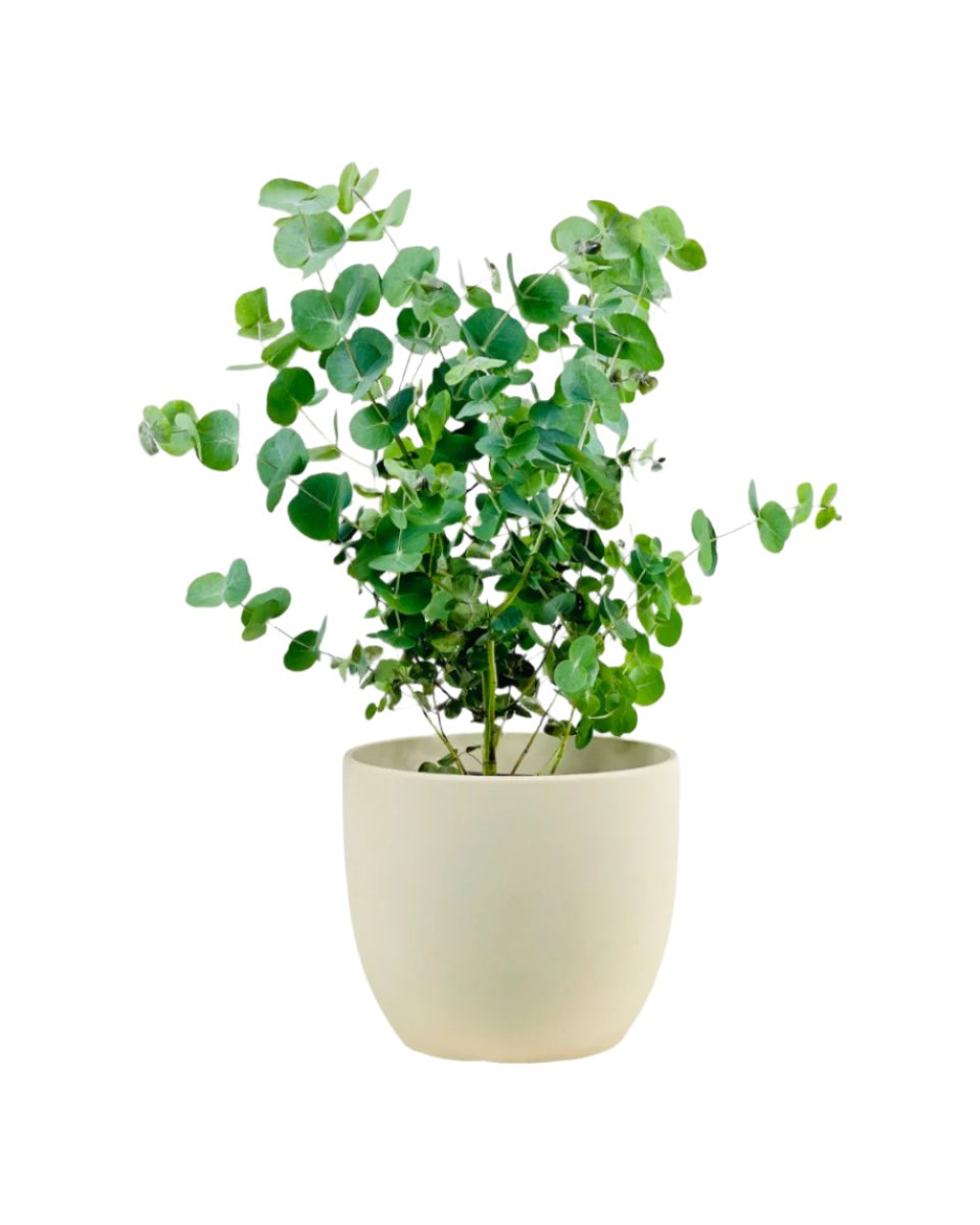 Australian Eucalyptus - grow pot - Potted plant - Tumbleweed Plants - Online Plant Delivery Singapore