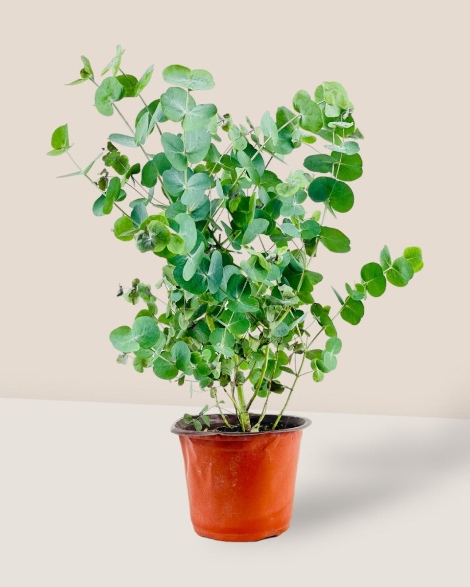 Australian Eucalyptus - grow pot - Potted plant - Tumbleweed Plants - Online Plant Delivery Singapore