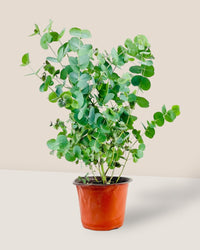 Australian Eucalyptus - grow pot - Potted plant - Tumbleweed Plants - Online Plant Delivery Singapore