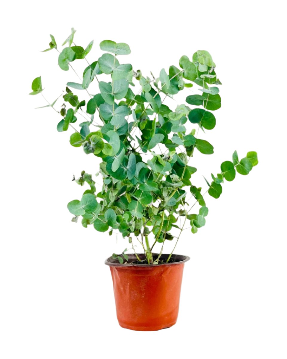 Australian Eucalyptus - grow pot - Potted plant - Tumbleweed Plants - Online Plant Delivery Singapore