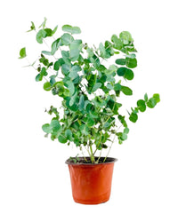 Australian Eucalyptus - grow pot - Potted plant - Tumbleweed Plants - Online Plant Delivery Singapore