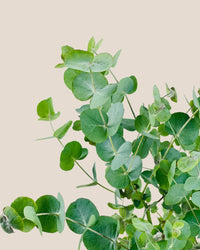 Australian Eucalyptus - grow pot - Potted plant - Tumbleweed Plants - Online Plant Delivery Singapore