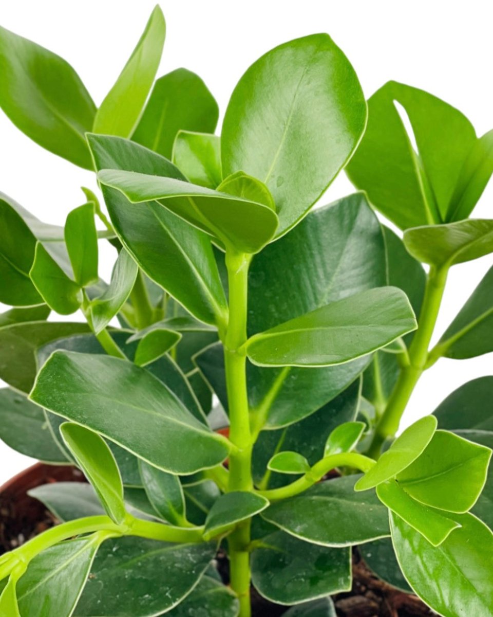 Autograph Plant - grow pot - Potted plant - Tumbleweed Plants - Online Plant Delivery Singapore