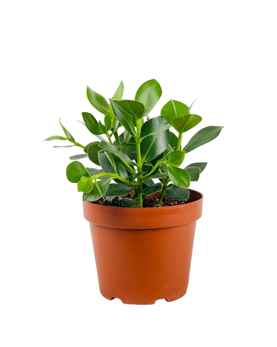 Autograph Plant - grow pot - Potted plant - Tumbleweed Plants - Online Plant Delivery Singapore