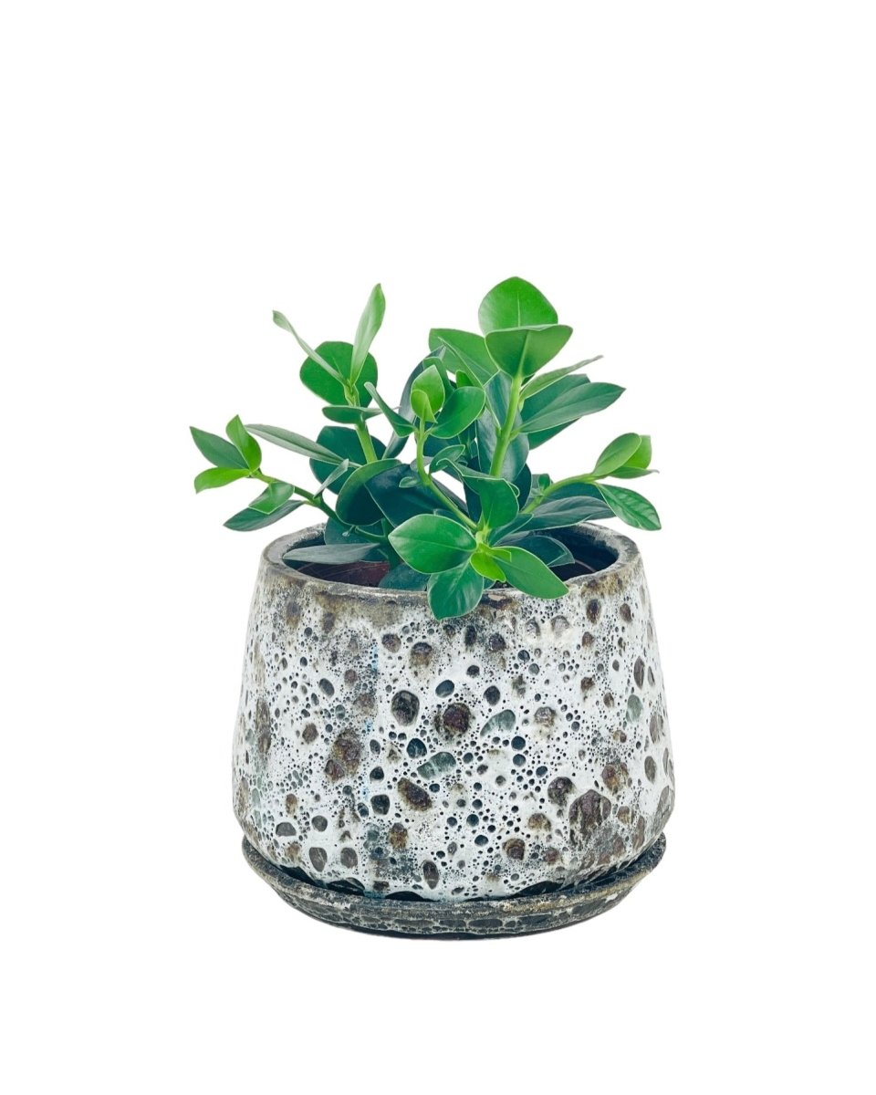 Autograph Plant - grow pot - Potted plant - Tumbleweed Plants - Online Plant Delivery Singapore