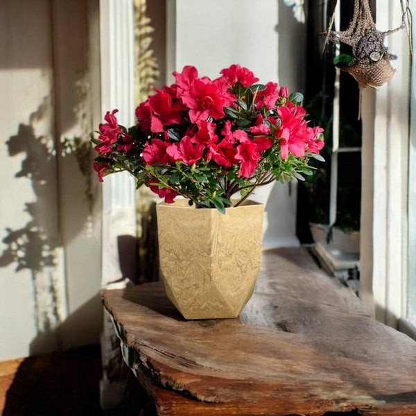 Azalea Flower - Potted plant - POTT - AZAL - RST - 6733 - Tumbleweed Plants - Online Plant Delivery Singapore