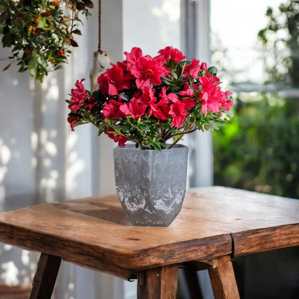 Azalea Flower - Potted plant - POTT - AZAL - RST - 6734 - Tumbleweed Plants - Online Plant Delivery Singapore