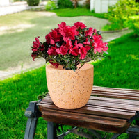 Azalea Flower - Potted plant - GIFT - AZAL - DDP - 4934 - Tumbleweed Plants - Online Plant Delivery Singapore