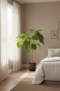 Ficus Umbellata Tree - Potted plant -  Tumbleweed Plants