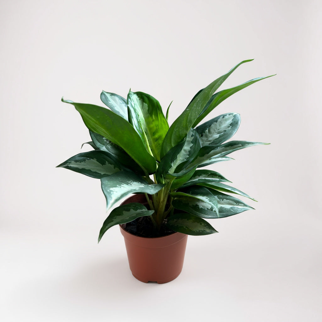 Grow Pot