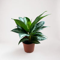 Aglaonema Pattaya Diamond Baby