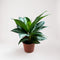 Aglaonema Pattaya Diamond Baby