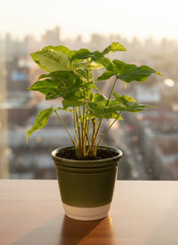 Syngonium White Albo